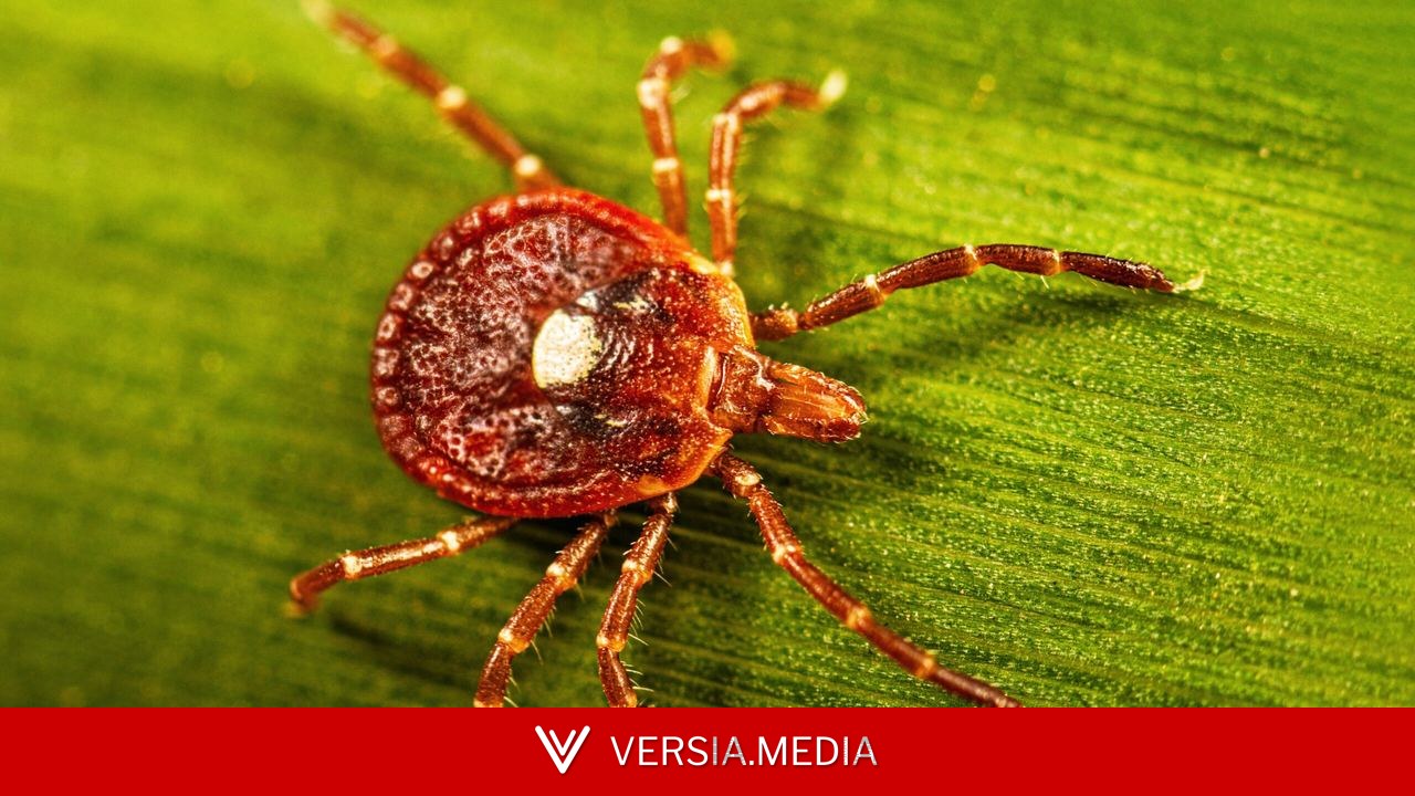 Surprisingly large number of people may have marker for tick-linked meat allergy