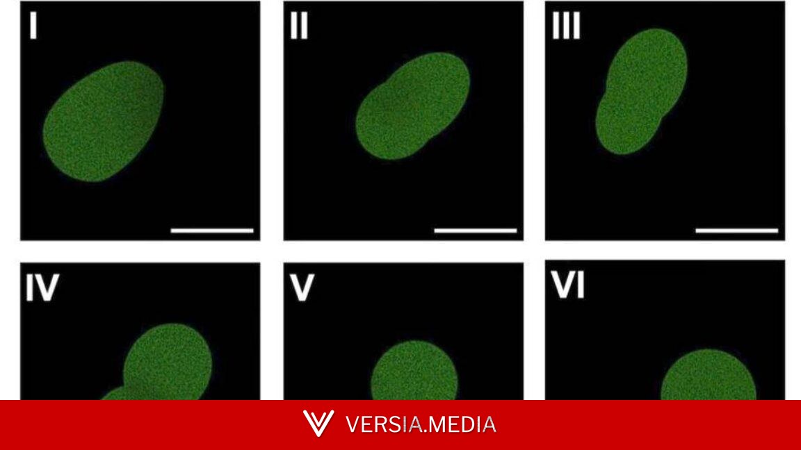 Artificial cell manages a few rounds of cell division