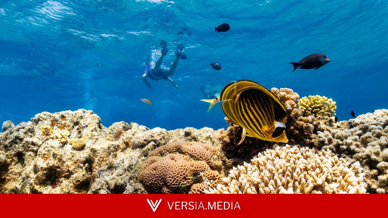 As global warming threatens corals, scientists search for reefs that can take the heat