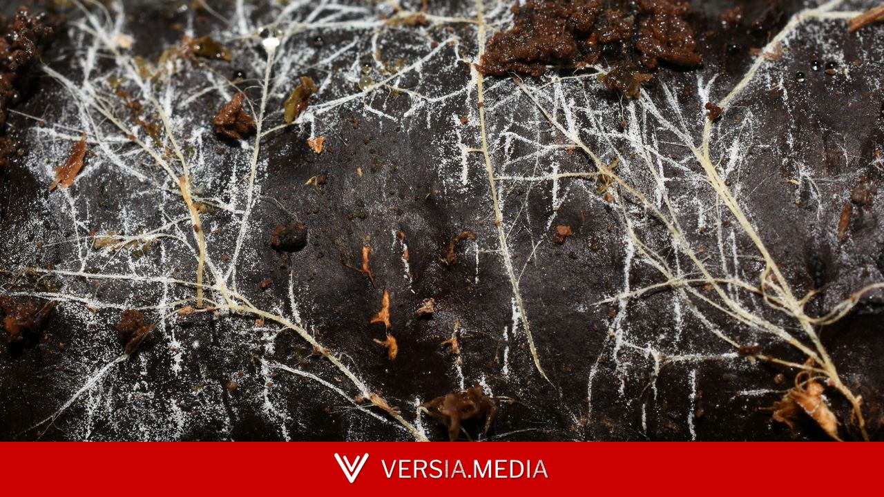 Threads of underground fungal networks are long enough to reach beyond the Solar System — Tech | Versia.media