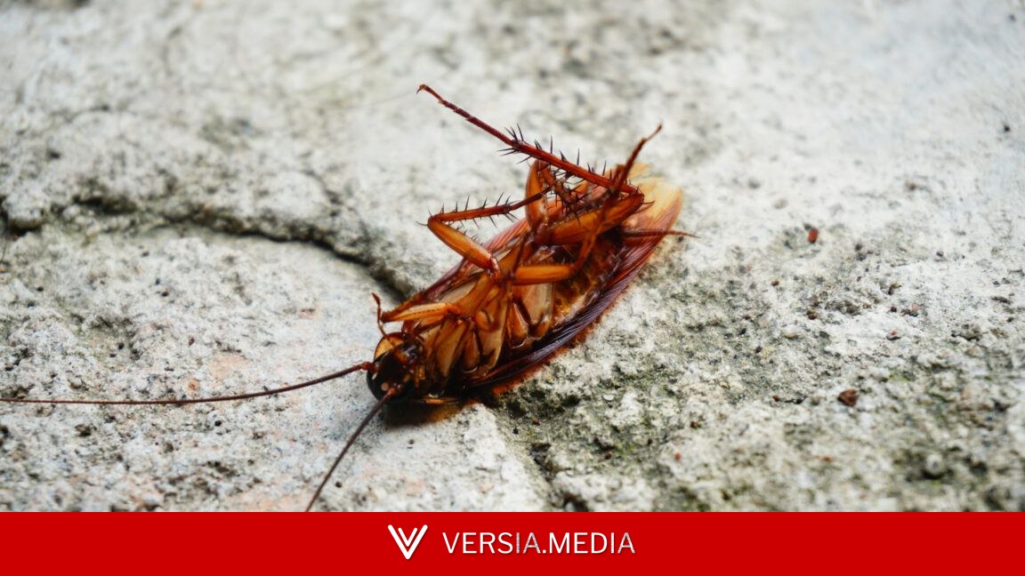 Cockroaches scurry around with thousands of pieces of bacterial genomes