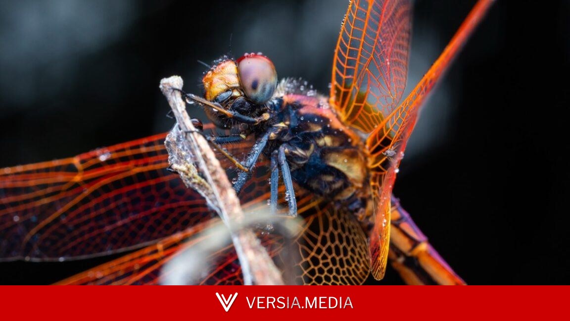 Dragonflies maneuver like fighter pilots