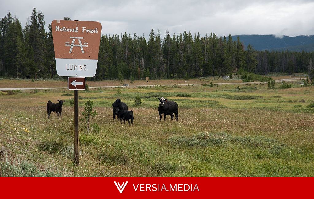 Overhaul of public lands grazing regulations seeks to cut public involvement
