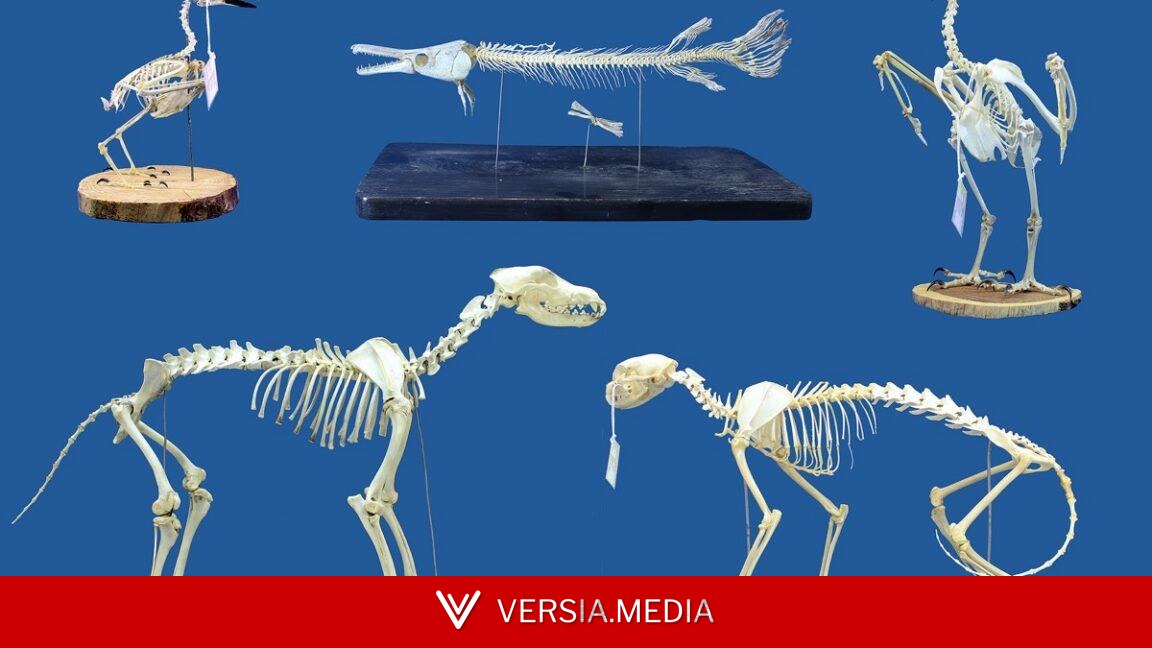 Superworms could replace beetles for cleaning skeletal remains