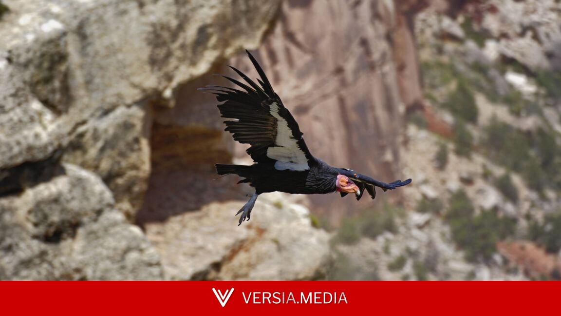 New effort will get genome sequences for entire Endangered Species list